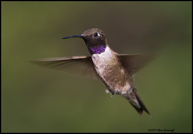 _1SB4806 black-chinned hummingbird.jpg